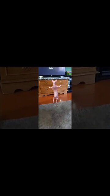 The dancing Naked cat