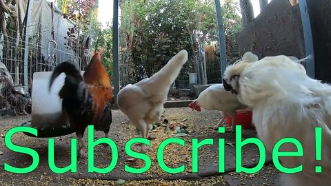 Backyard Chickens Relaxing Video Sounds Noises Hens Clucking Roosters Crowing!