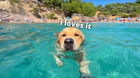 My Dog Has The Best Beach Day