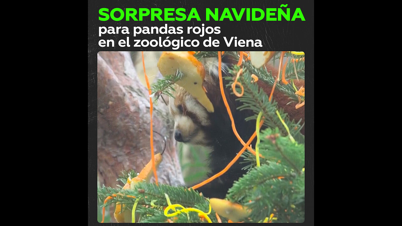 El zoológico de Viena sorprende a sus pandas rojos con un festivo árbol de Navidad