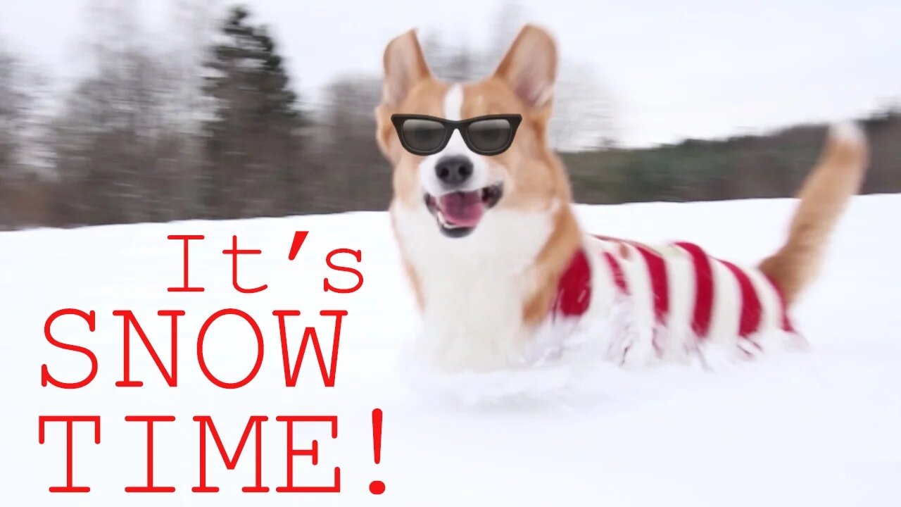 CORGI SNOWPLOW!