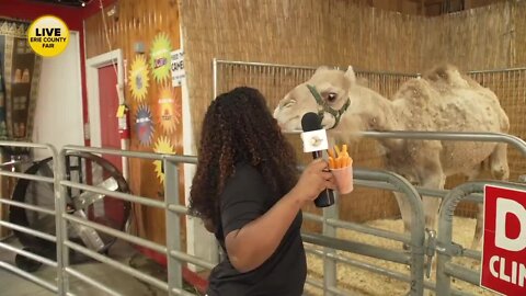 Wednesday at the Erie County Fair