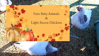 Cute Baby Animals and Light Sussex Chickens