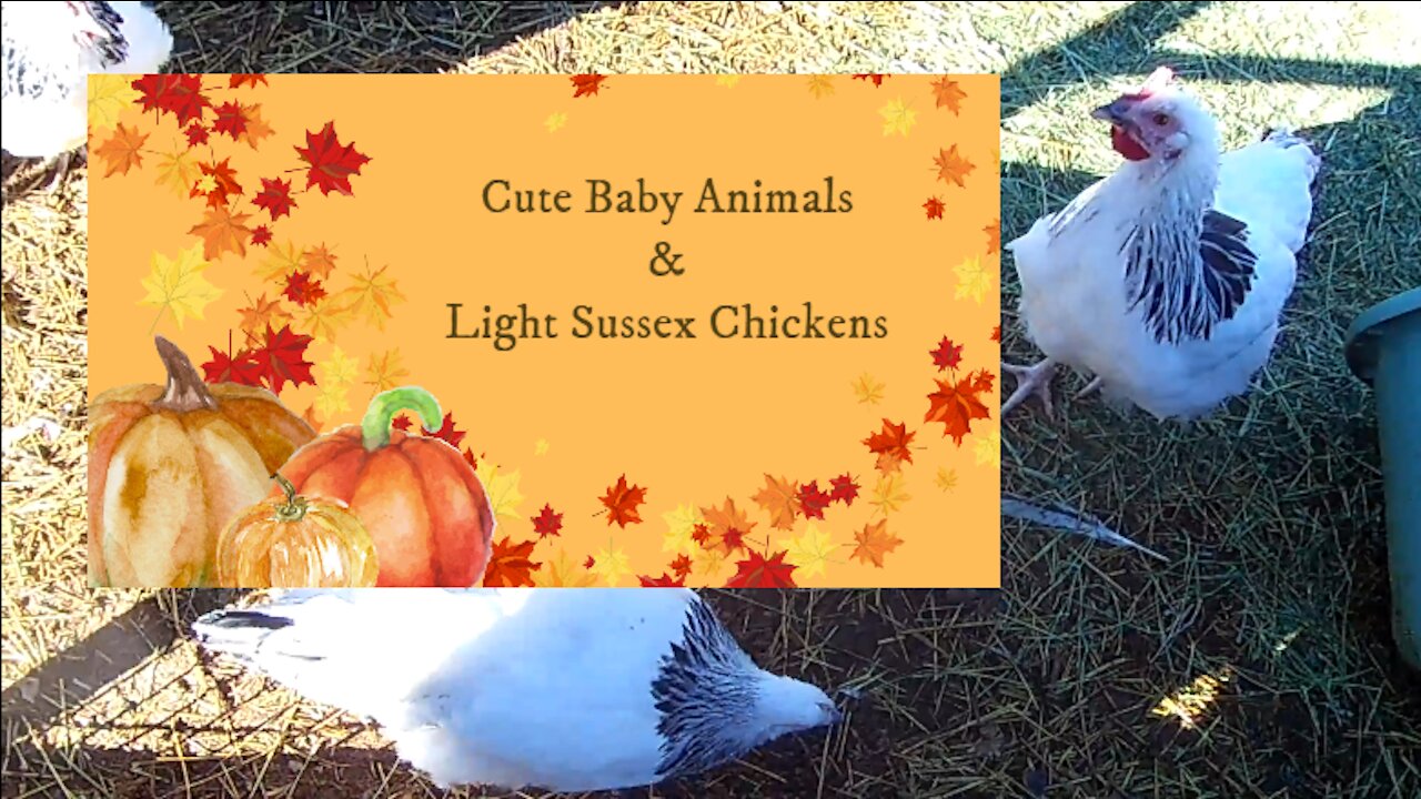 Cute Baby Animals and Light Sussex Chickens