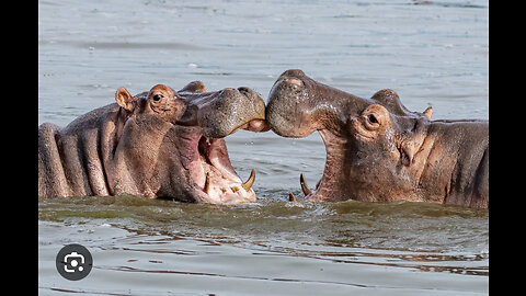 Hippo cute moment hippo eating video