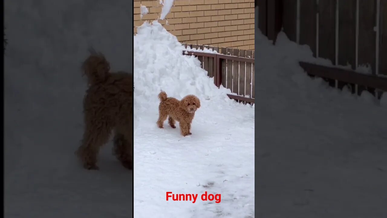 funny dog🐕🐕🐕