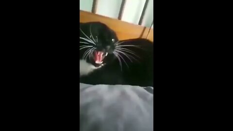 Kitten Bite!