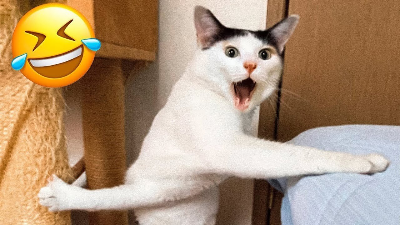 Cats- Funny Videos ( try not to laugh 2023 )😂