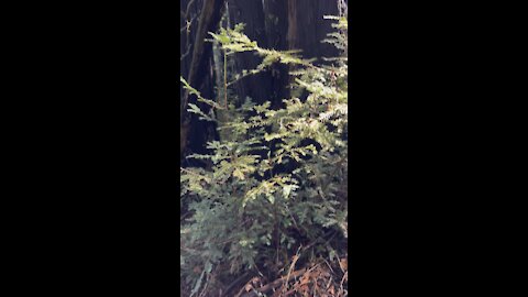 Baby and Mature Redwoods