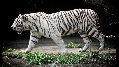 white tiger