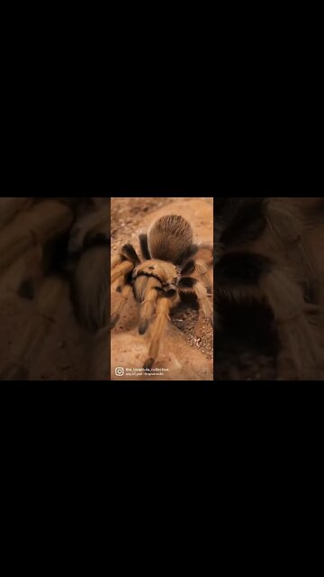 Still Not Enough.... I NEED Another One!