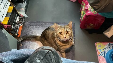 What’s in my shoe?
