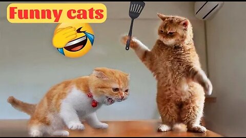 Funny Animals 2023 - Funny Cat And Cute Kittens Playing Compilation - Part 2