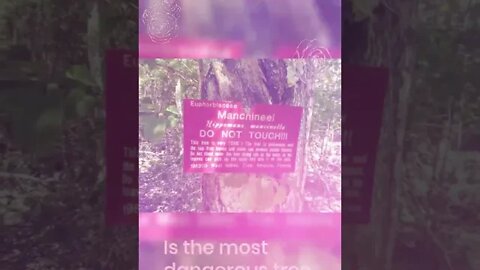 The Tree of Death, Fun facts, #shorts.