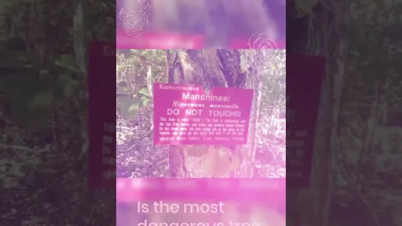 The Tree of Death, Fun facts, #shorts.