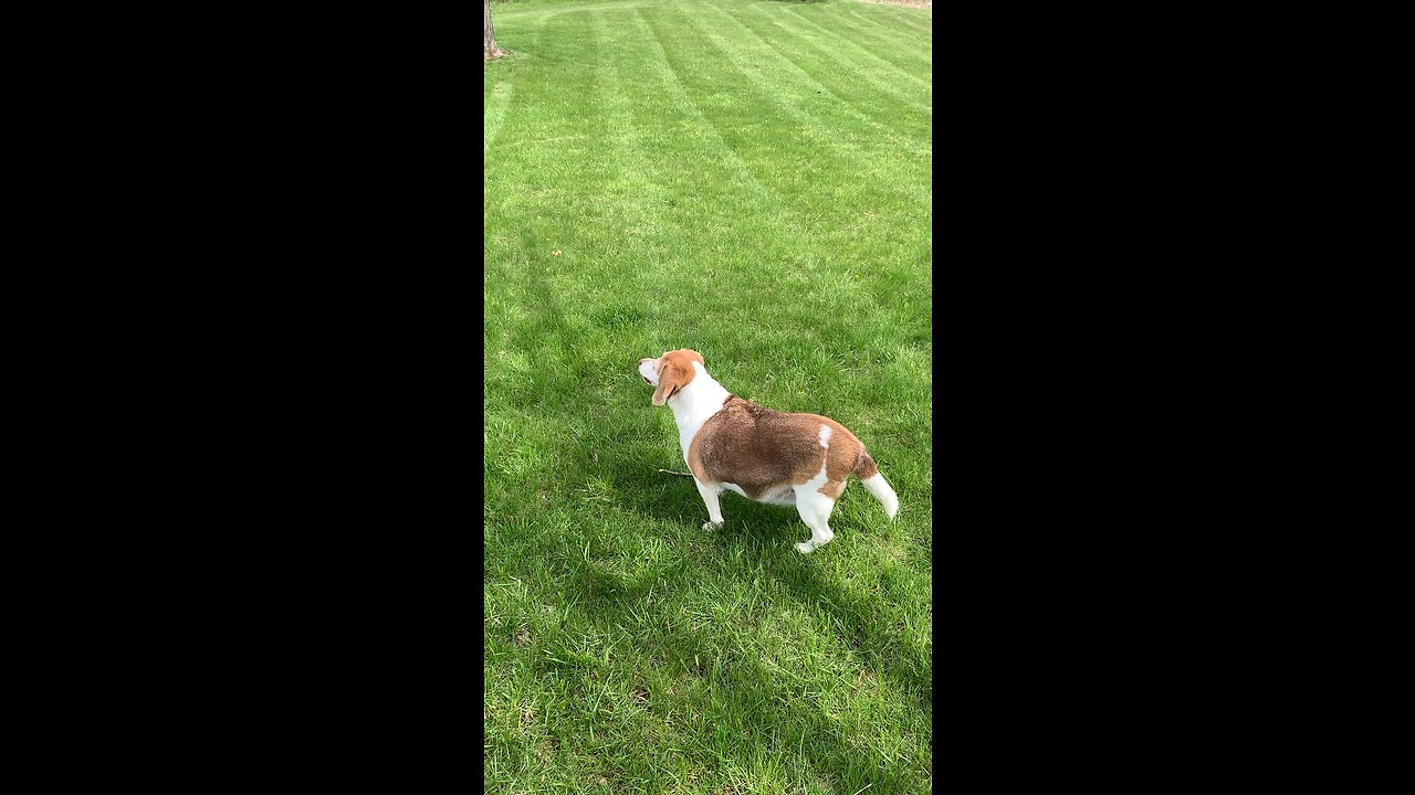 Squeaky Lola