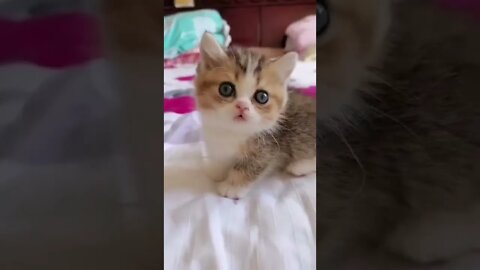 funny cat videos | cute cat videos| cute animals funny cats #shorts #shortsfunny #cutecat #funnycat