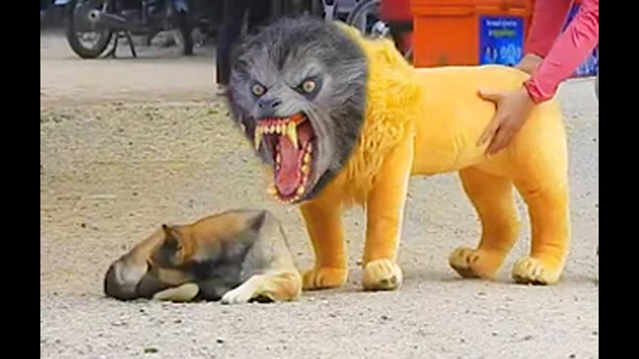 Troll Prank Dog Funny & fake Lion and Fake Tiger Prank To dog & Huge