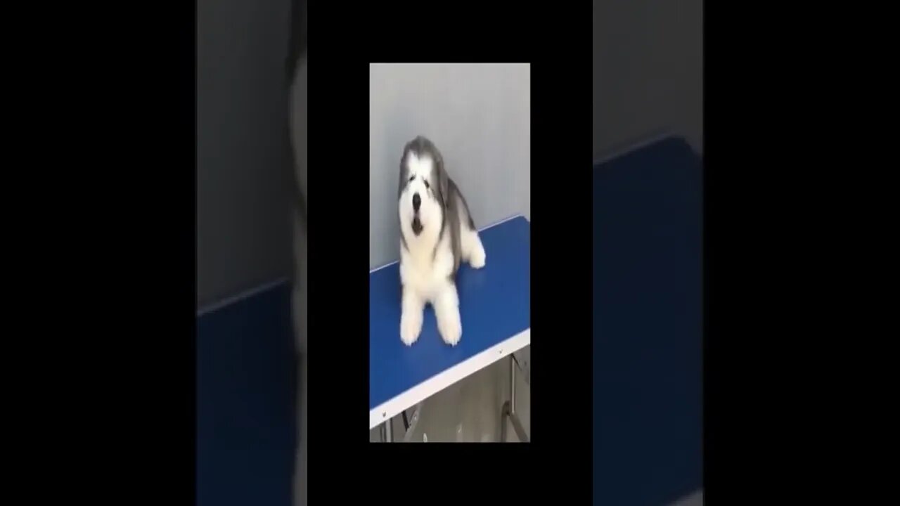 dog 39