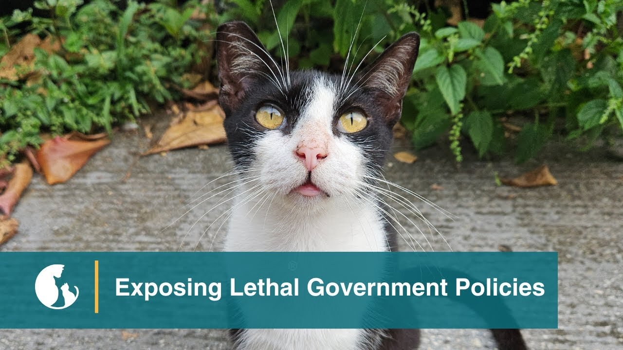 Exposing Lethal Government Policies Against Cats and Fighting to Stop the Killing