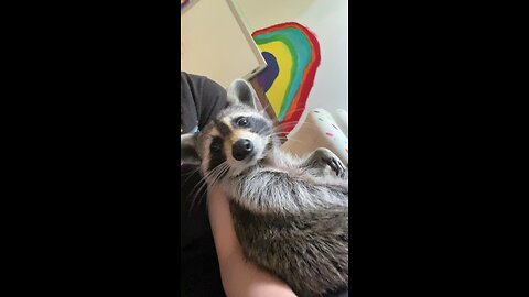 Cute raccoon