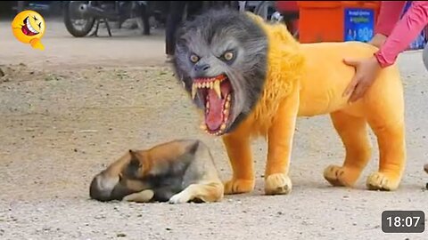 Troll Prank Dog Funny & fake Lion and Fake Tiger Prank To dog & Huge Box Prank to dog