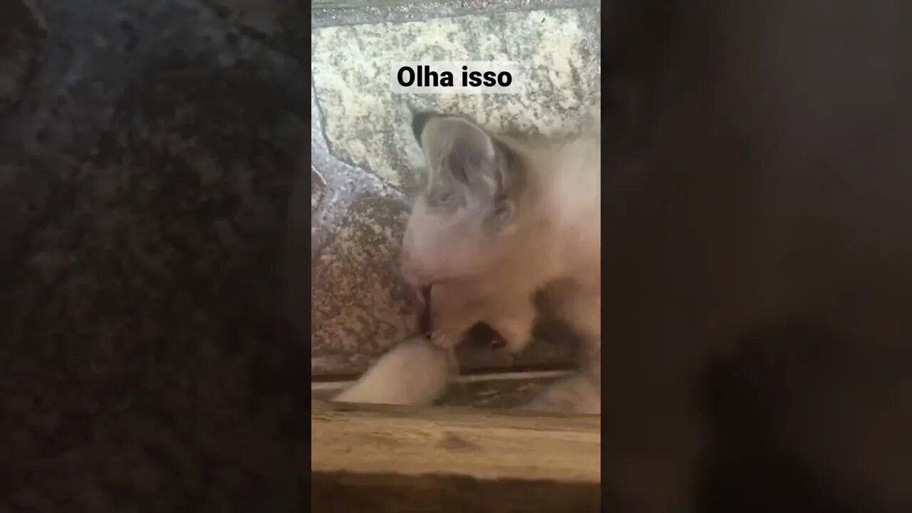 Eu vou te pegar manda chuva