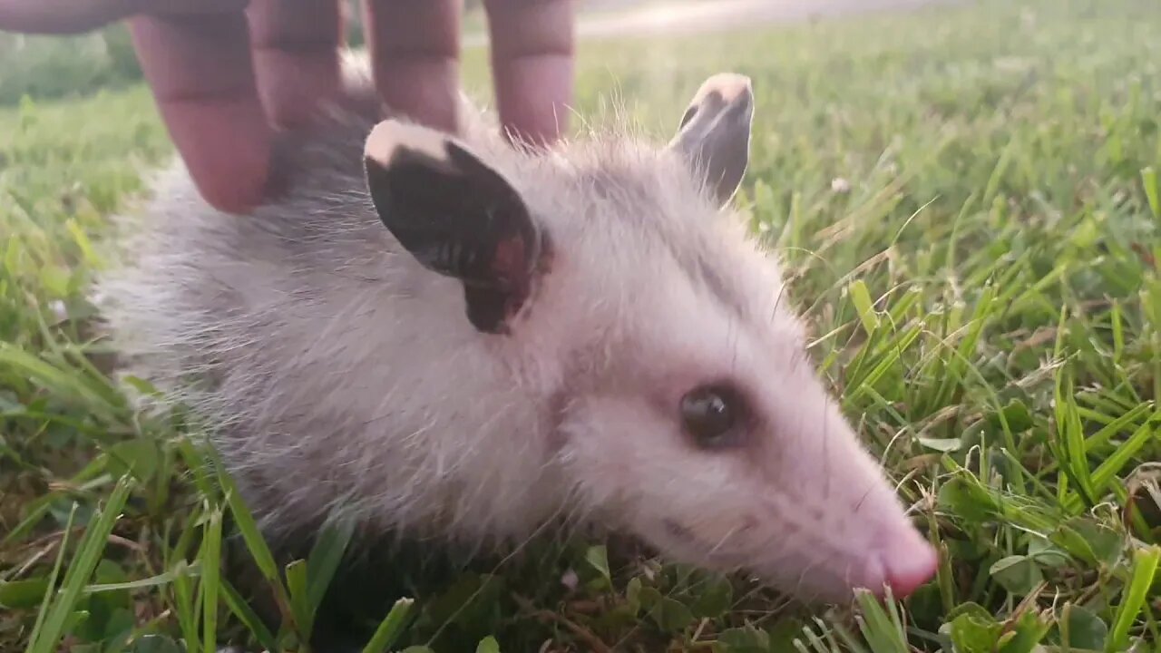 pet opossum Pandora update