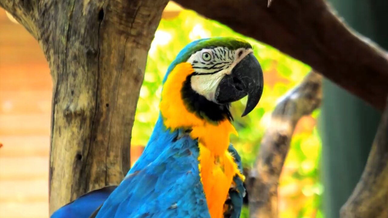 Incroyable faune et sons de la nature TV 8K