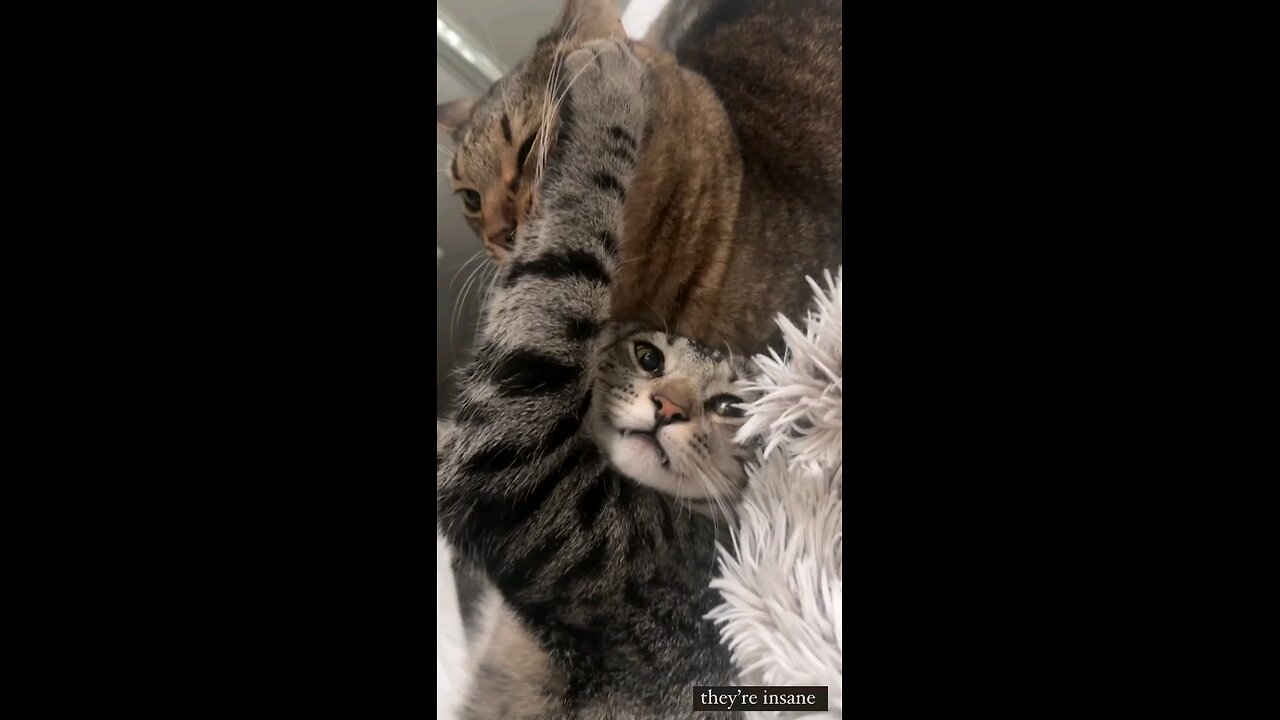 cat is fighting insanely ðŸ˜