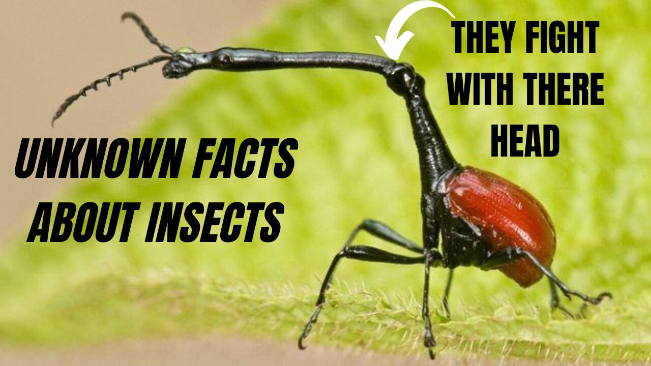 "Beneath the Wings: 10 Surprising Facts About Insects You Never Knew"