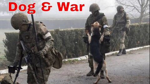 Dogs of war. Dogs are awesome. Собаки войны. Собаки потрясающие.