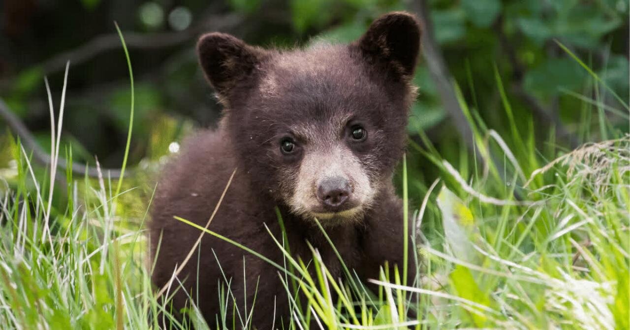 FEEDING THE BEAR CUB HOTSAUCE (repost)