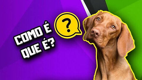 Cachorro pode comer Chocolate? DEPENDE! | Dr. Edgard Gomes | Alimentação natural para Cães