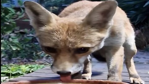 🦊Up close and personal with our lovely urban #fox Ajax at dusk - lovely summer fur ! Wild woman !