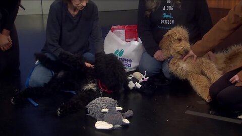 Poodle brothers are in need of forever homes