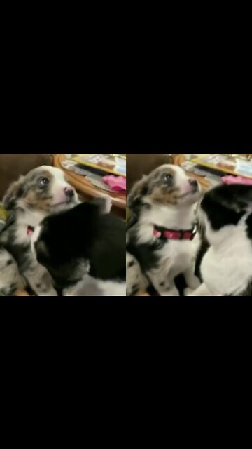 Dog is so cute even cat agrees.