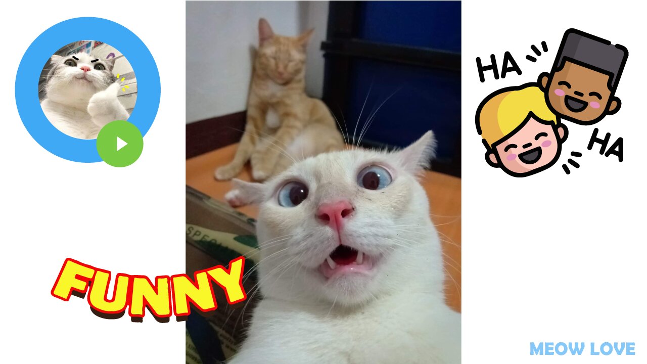 LMAO This Made My Day – Compilation of the Funniest Cat Viral Videos