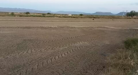 Plantando alfalfa