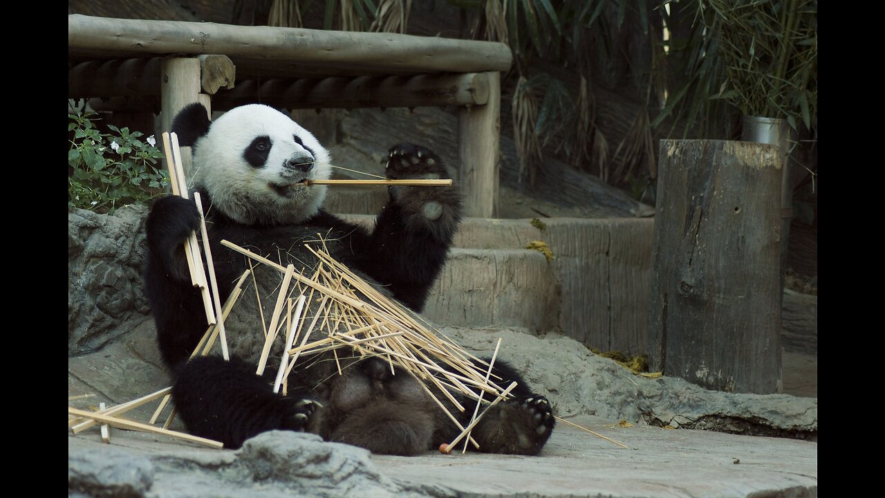 Super funny pandas