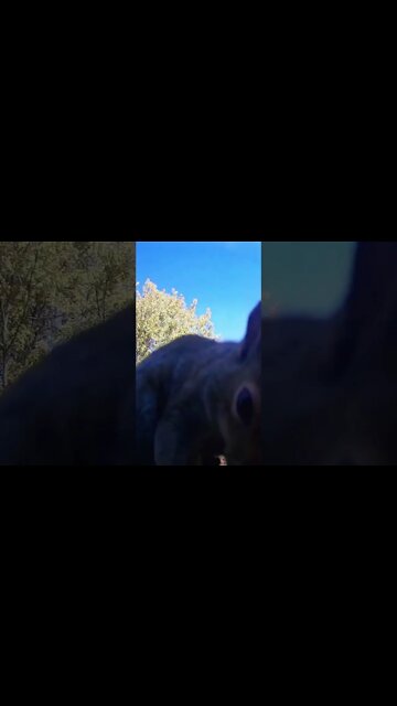 For the Birds 🦅 #shorts