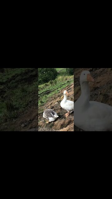 Edwin the goose keeps watch over his mate Princess Blair