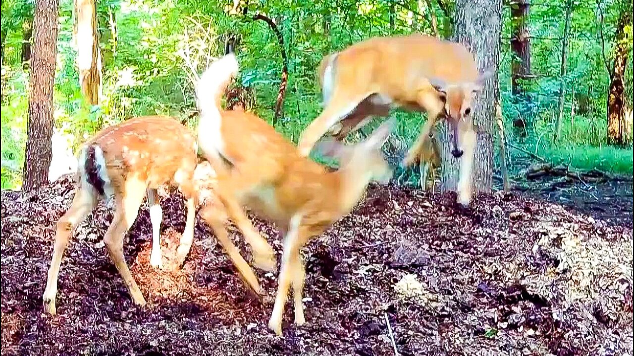 Crazy White-Tailed fawns chasing then laying around the leaf pile!