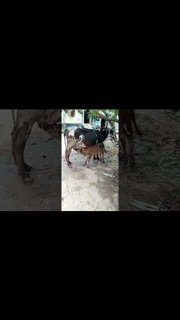#cow #cowbaby #shorts #shortvideo #cuteanimals