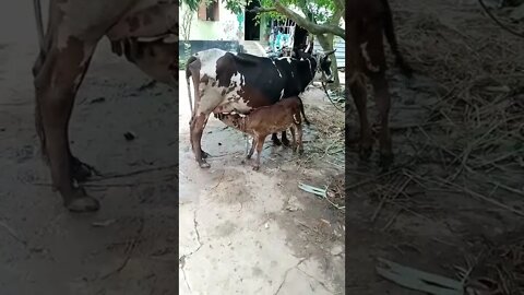 #cow #cowbaby #shorts #shortvideo #cuteanimals
