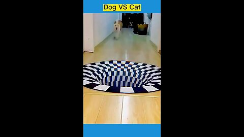 So funny#dogsoftiktok #catsoftiktok #funny #cute #pet #foryou #fyp