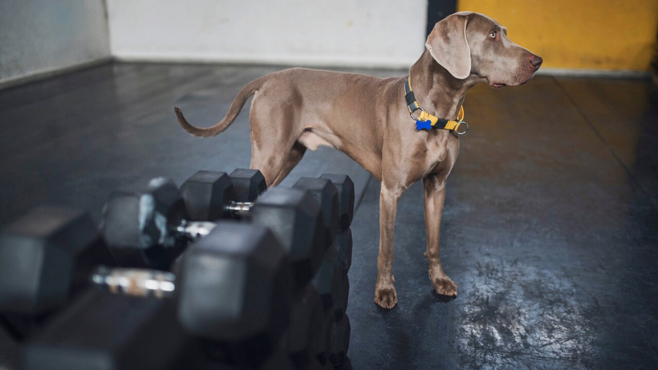 dog doing gym with its owner πΊπΊππ