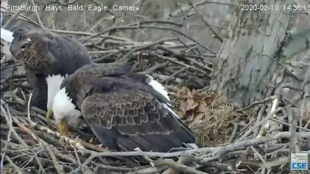 Hays Eagles Dad flys in with fish for Mom on nest 2020 02 15 235pm