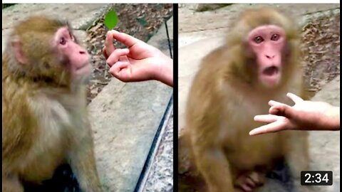 Daily Dose of Internet - Monkey Shocked By Magic Trick