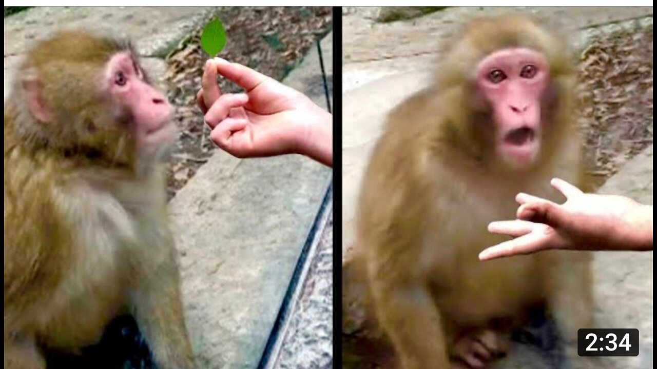 Daily Dose of Internet - Monkey Shocked By Magic Trick